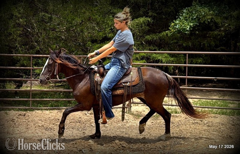 Paso Fino - "Bugs" Bay Roan Mare Paso Fino in Texas