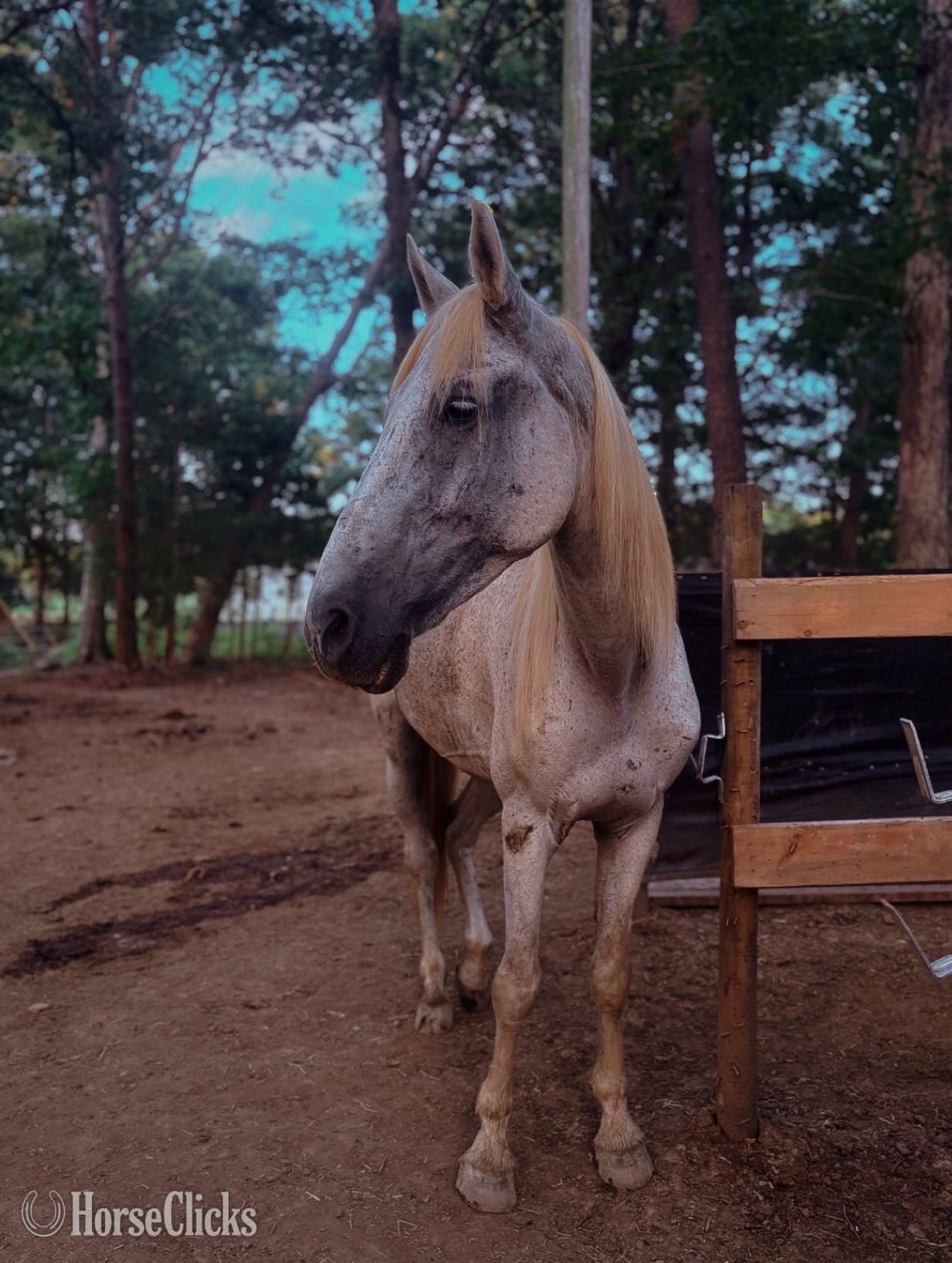 "Rooster" White Gelding Mustang