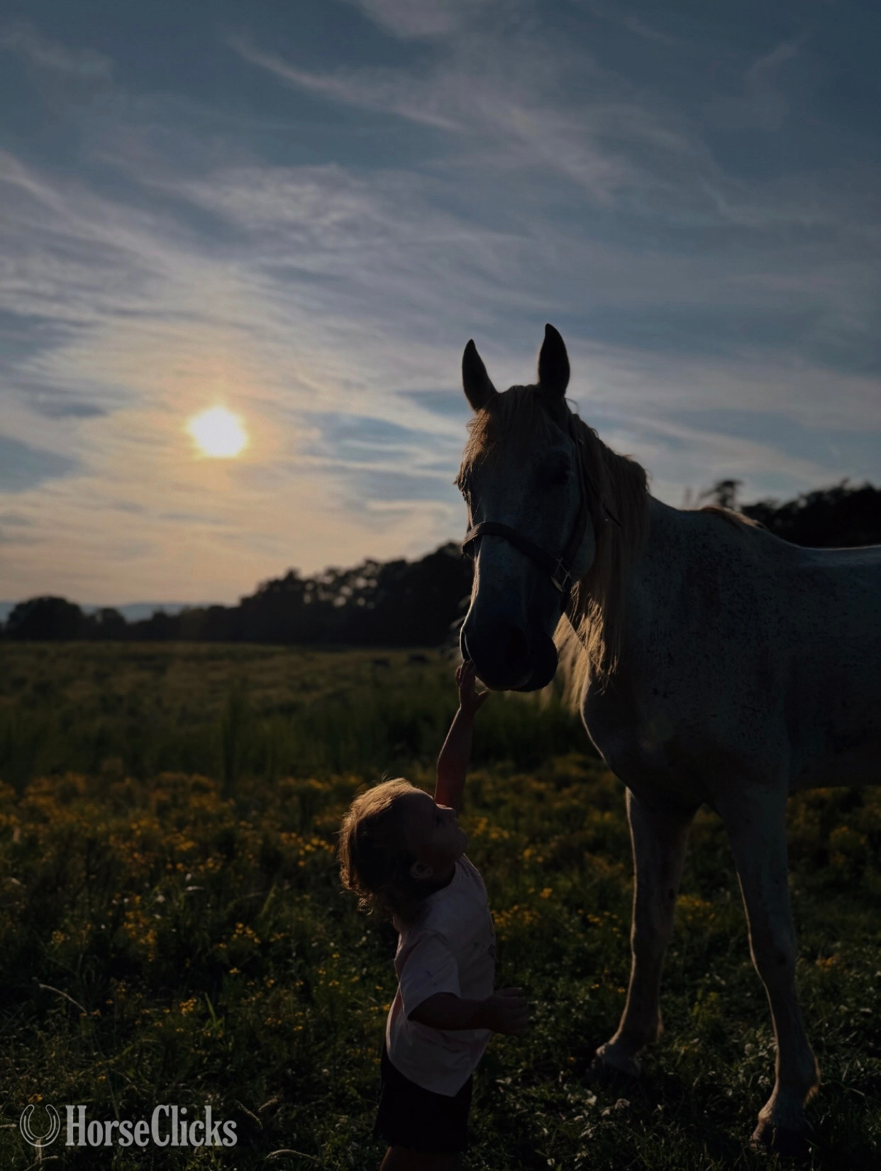 Georgia "Rooster" White Gelding Mustang