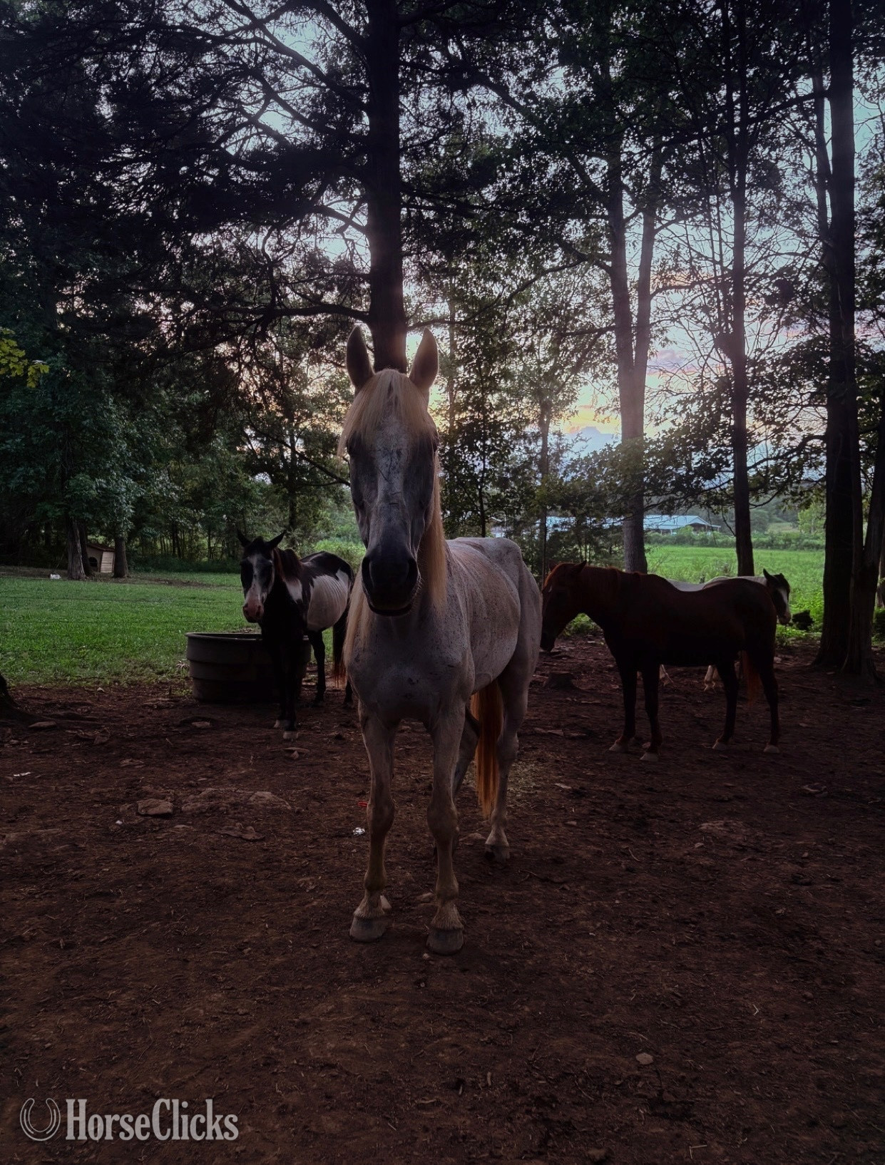 "Rooster" White Gelding Mustang - Mustang in Georgia