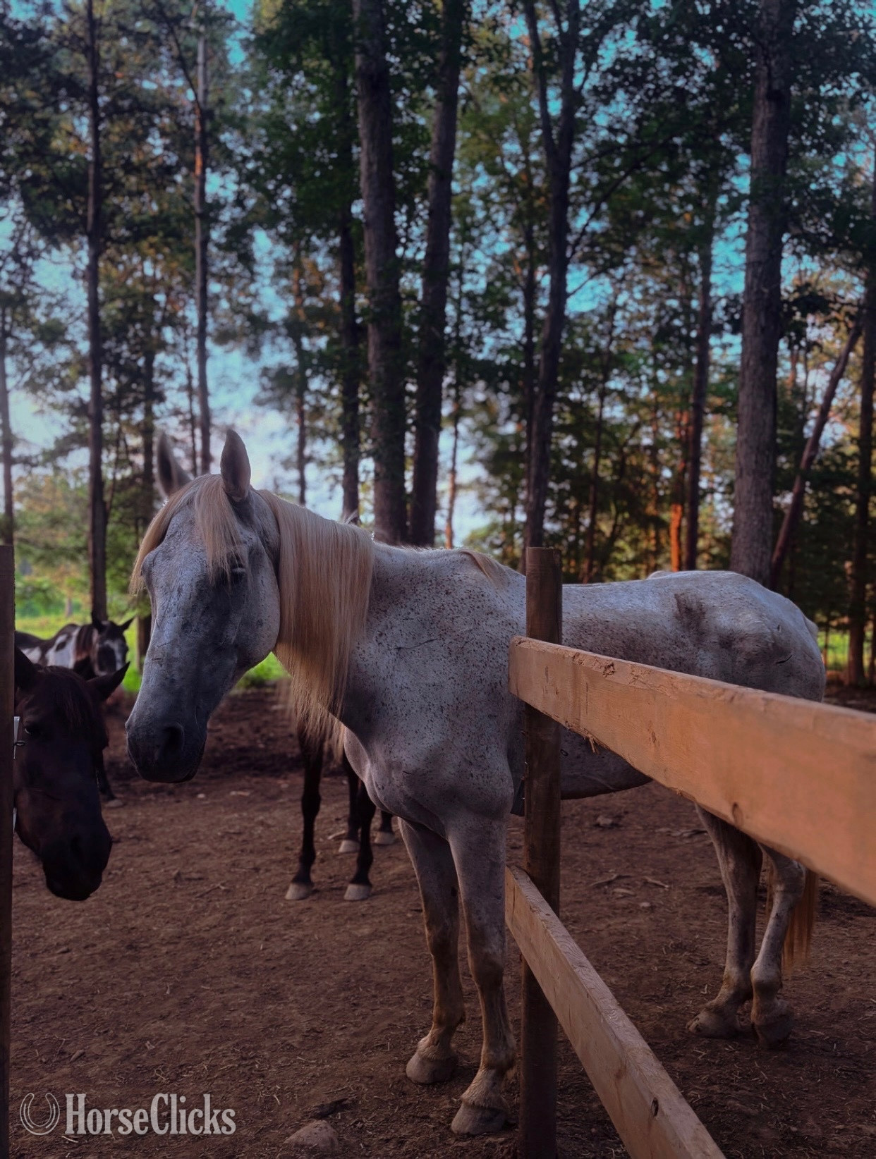 "Rooster" White Gelding Mustang - Mustang