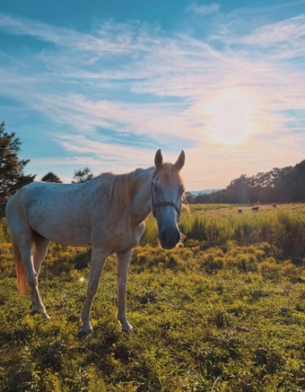 "Rooster" White Gelding Mustang