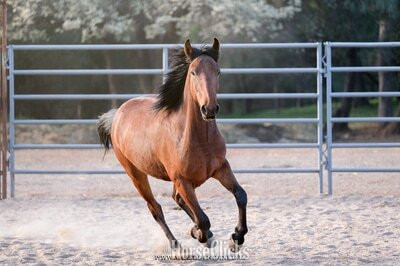 "JACKSON" Bay Gelding Mustang in California