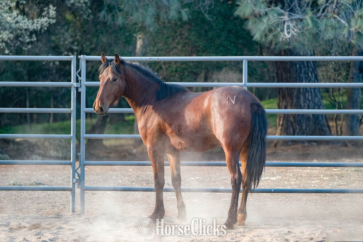 "JACKSON" Bay Gelding Mustang