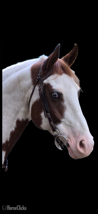 "Exotic Treasure "Token"" Tabiano Gelding Paint