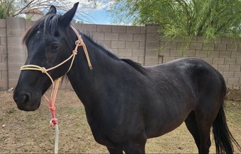 "Zarzamora "Z"" Black Mare Peruvian Paso
