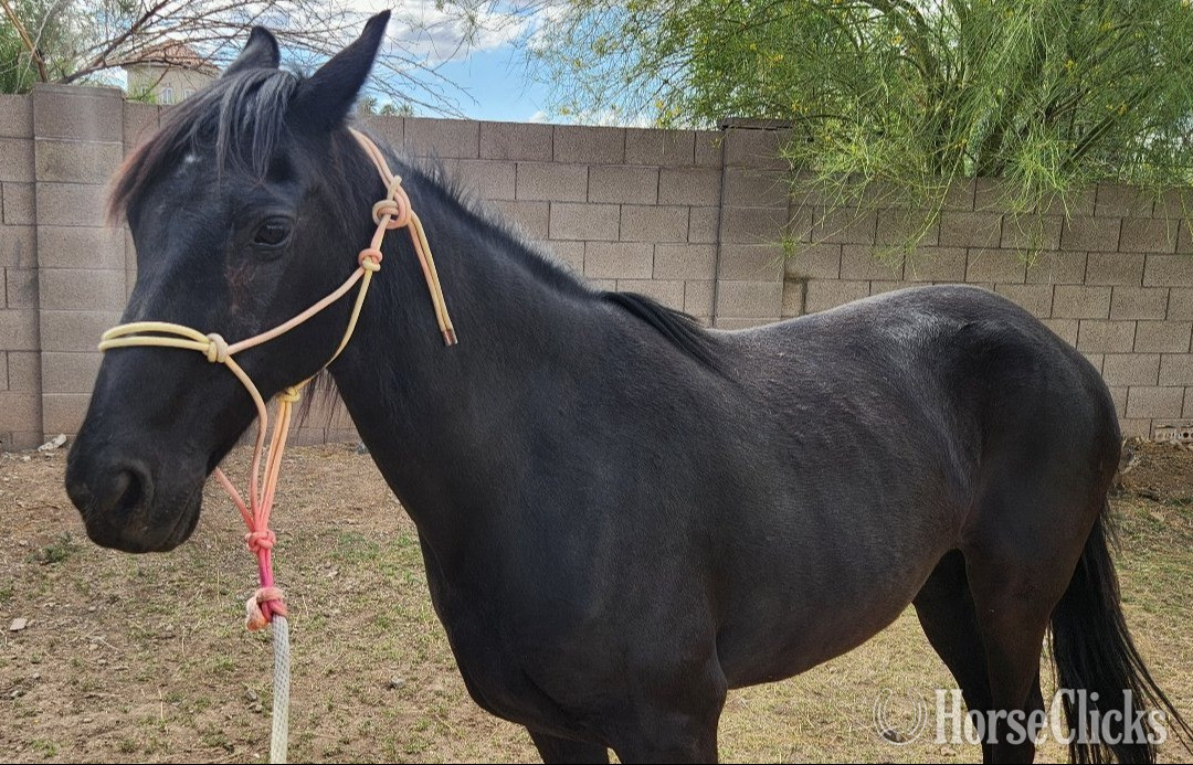 "Zarzamora "Z"" Black Mare Peruvian Paso in Arizona