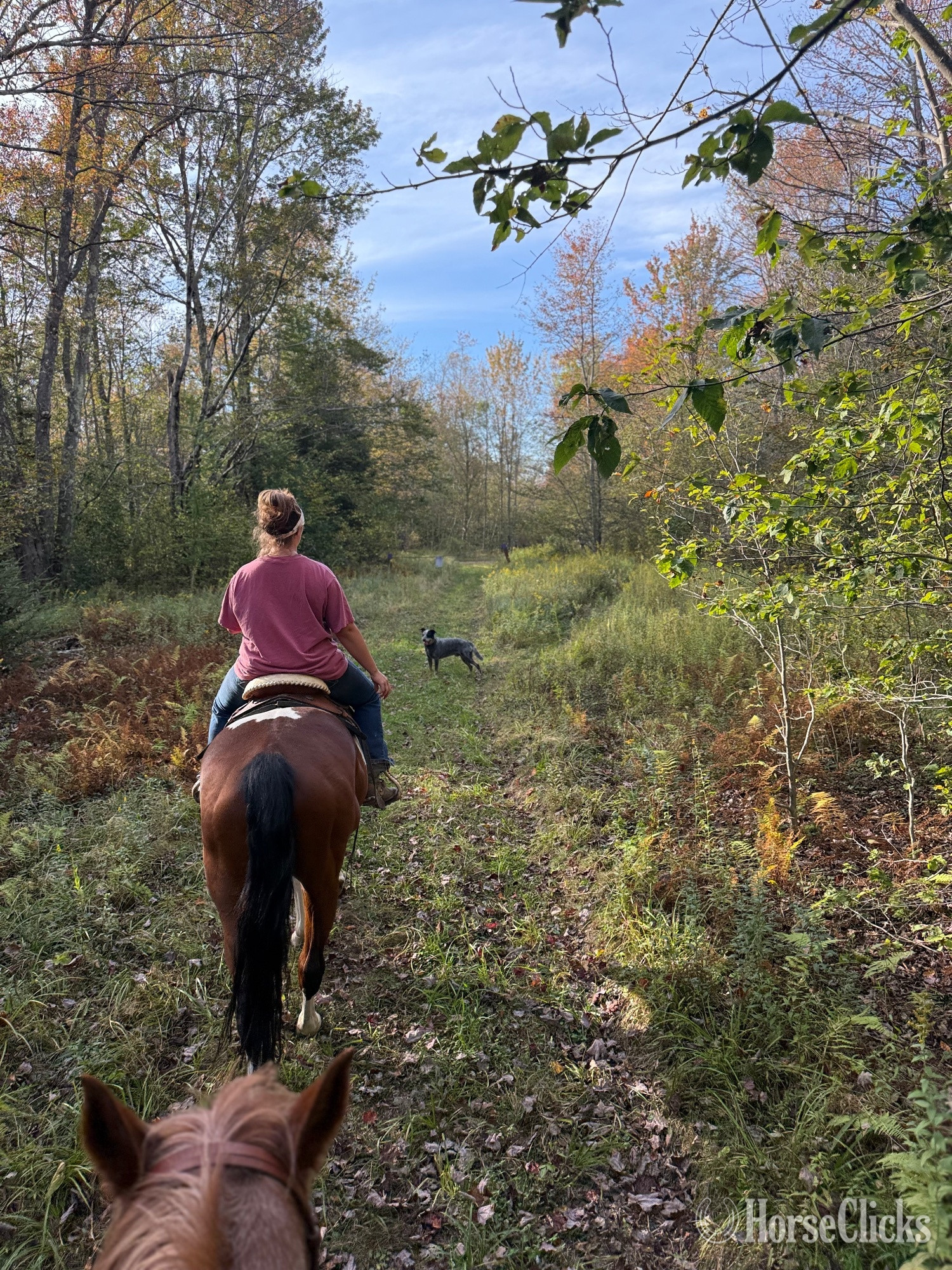 Boarding Available at Private Horse Barn- Full Care & Pasture Opt in Pennsylvania