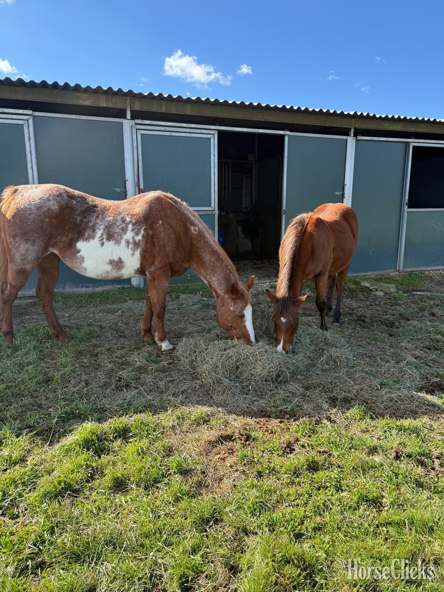 Boarding Available at Private Horse Barn- Full Care & Pasture Opt