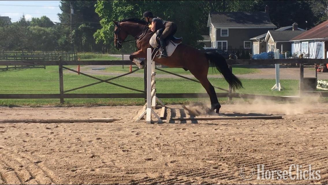 "Henri  (Cats in a Cradle)" Bay Gelding Thoroughbred