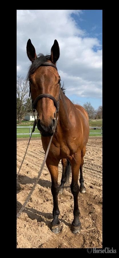 New York "Henri  (Cats in a Cradle)" Bay Gelding Thoroughbred
