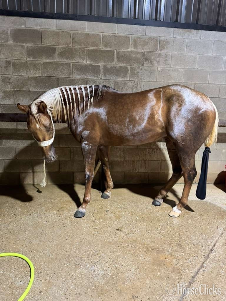 "Colonels lil queen " Palomino Mare Quarter Horse in Massachusetts