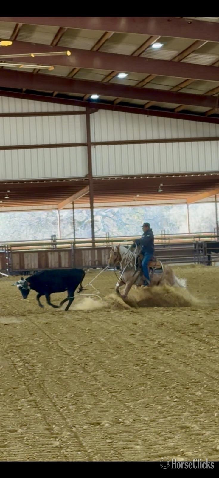 "Colonels lil queen " Palomino Mare Quarter Horse