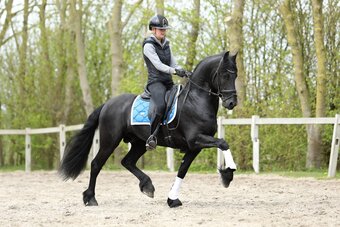 "Loki" Black Gelding Friesian