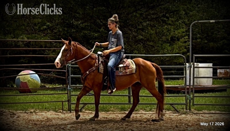 "Brandy" Sorrel Mare Quarter Horse in Texas