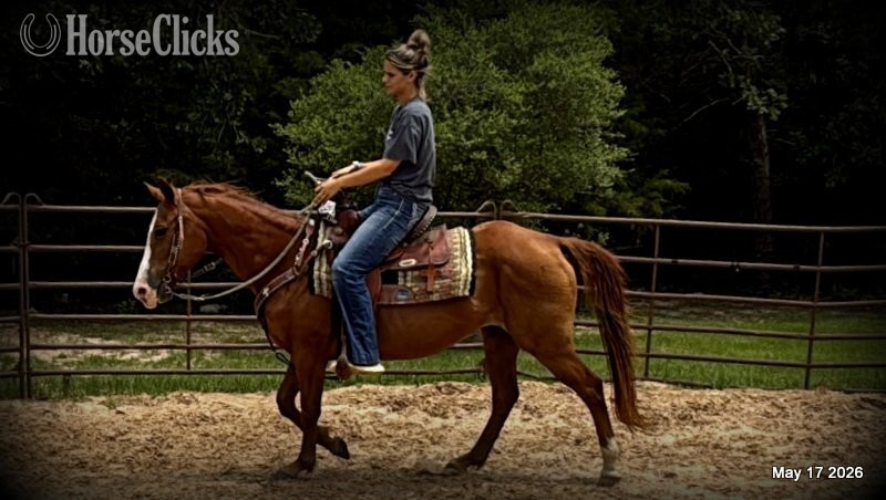 "Brandy" Sorrel Mare Quarter Horse