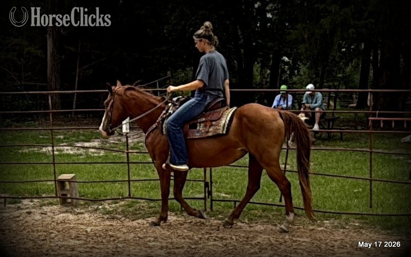 Texas "Brandy" Sorrel Mare Quarter Horse