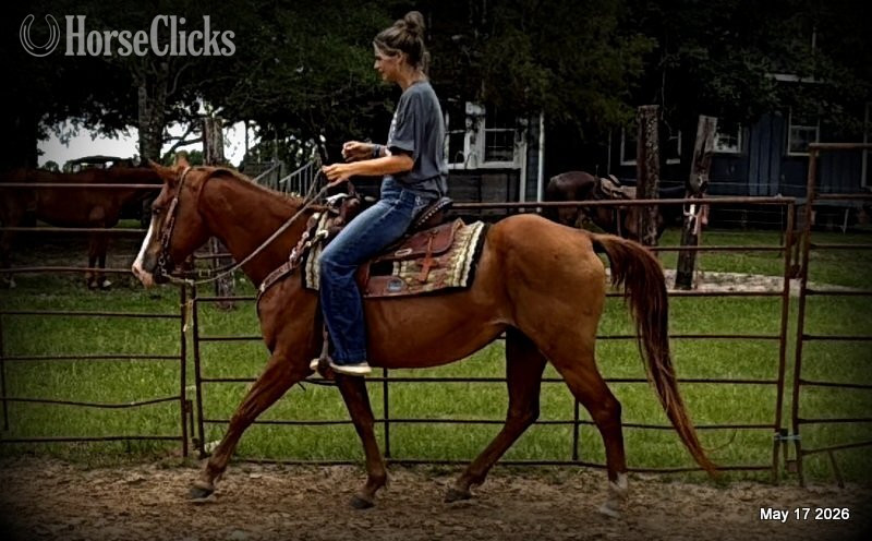 "Brandy" Sorrel Mare Quarter Horse - Quarter Horse in Texas