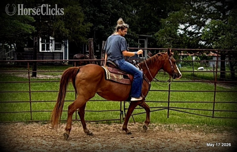 "Brandy" Sorrel Mare Quarter Horse - Quarter Horse