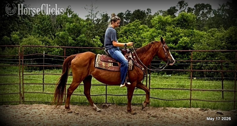 "Brandy" Sorrel Mare Quarter Horse Texas