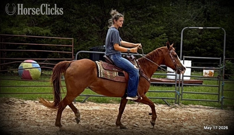 Quarter Horse - "Brandy" Sorrel Mare Quarter Horse in Texas