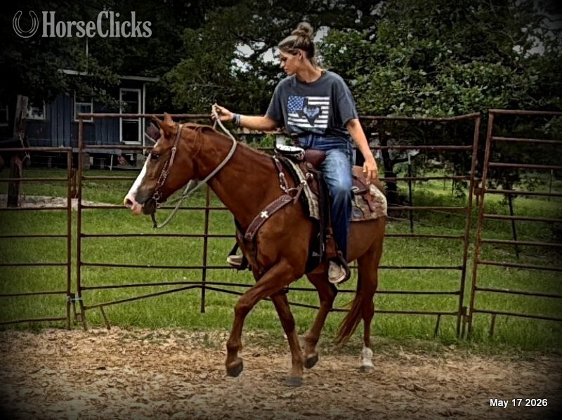 Quarter Horse - "Brandy" Sorrel Mare Quarter Horse