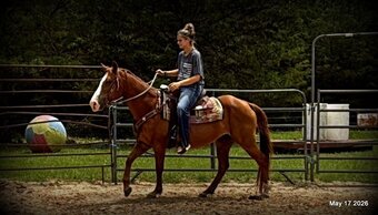 "Brandy" Sorrel Mare Quarter Horse