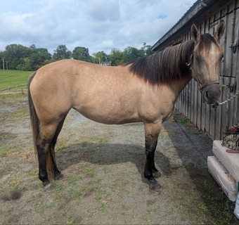 "Athena" Dun Mare Quarter Horse