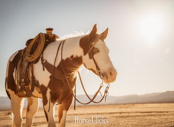 "Intensive" Overo Gelding Paint