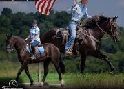 "ORION" Black Gelding Percheron