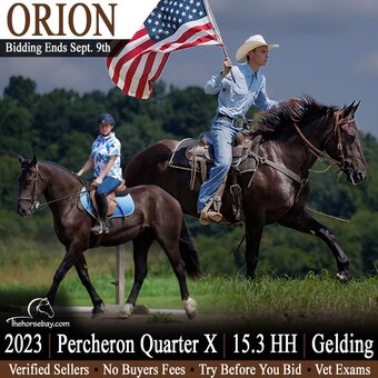 "ORION" Black Gelding Percheron