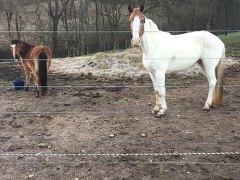 "LeRoy" Spotted Gelding Pony