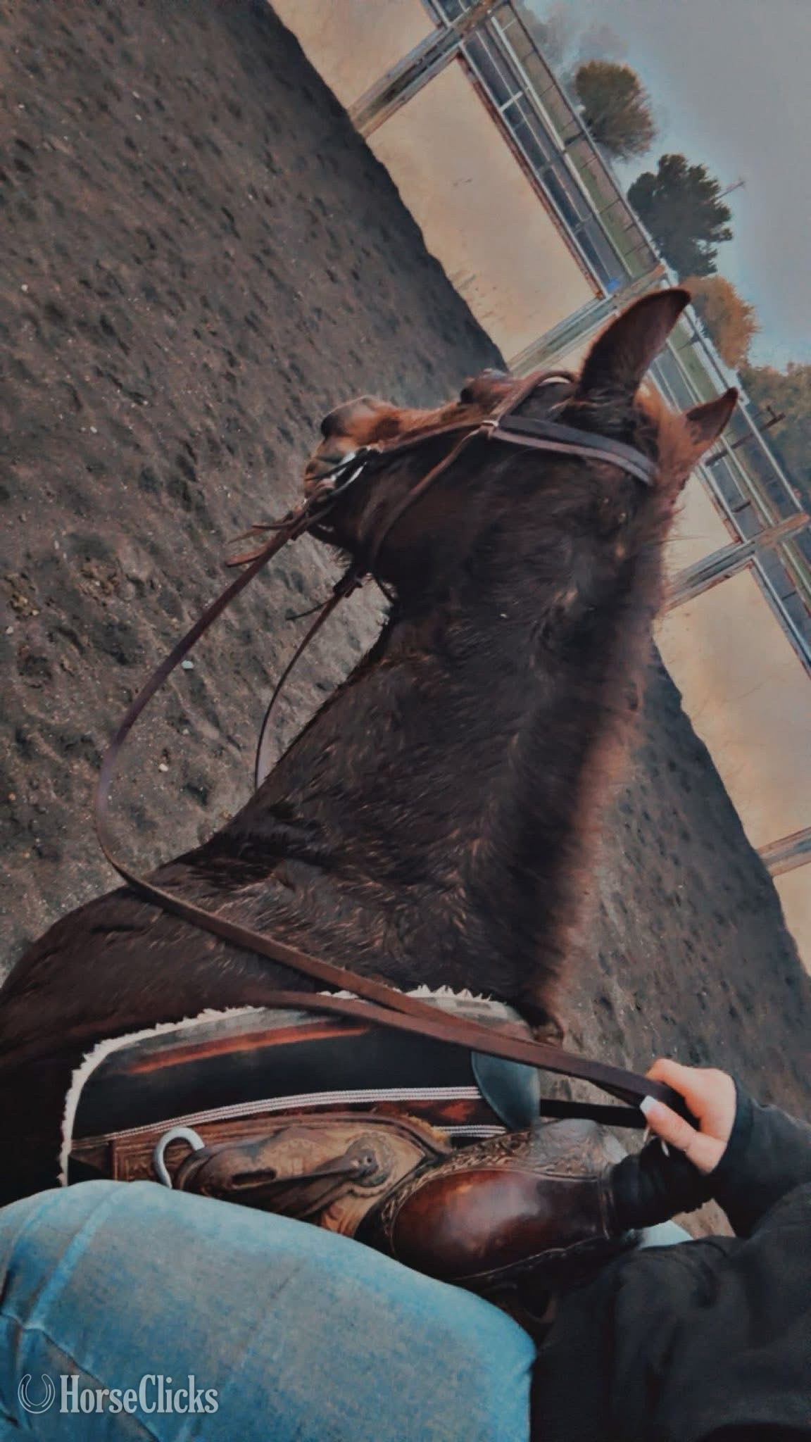 California "AQHA Envy" Sorrel Filly Quarter Horse