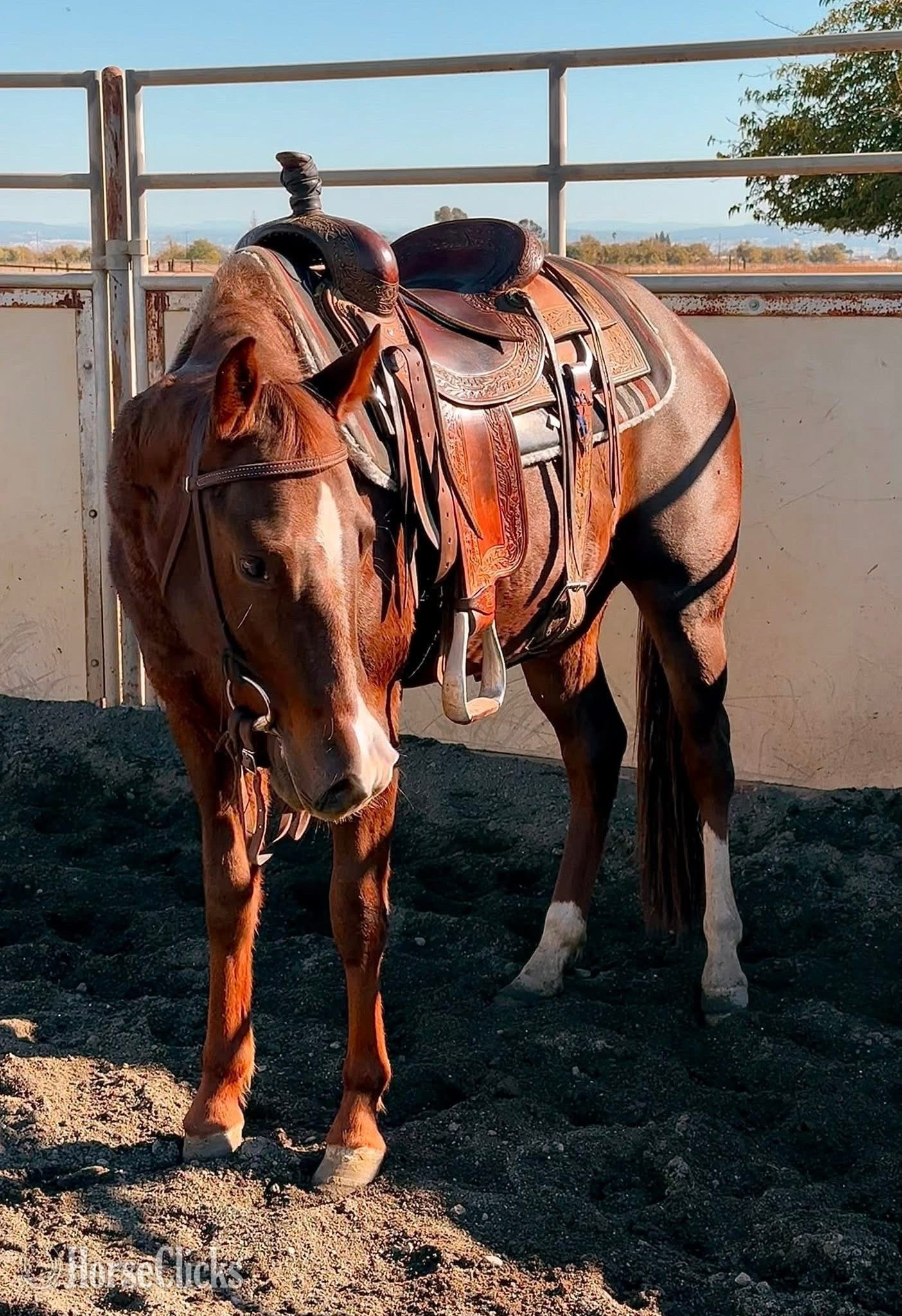 "AQHA Envy" Sorrel Filly Quarter Horse - Quarter Horse in California