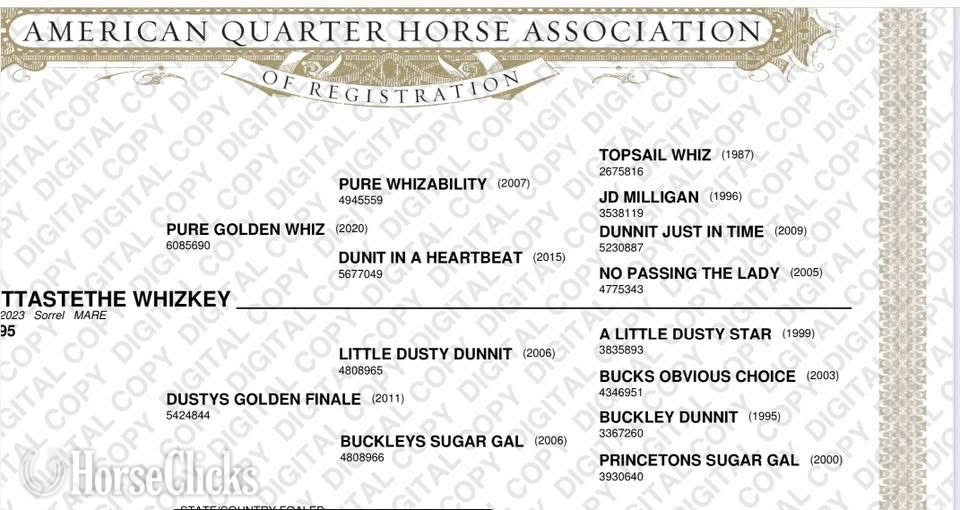 "AQHA Envy" Sorrel Filly Quarter Horse - Quarter Horse