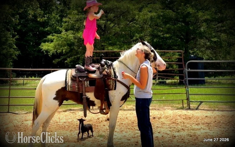 "Leo" Overo Gelding Paint in Texas