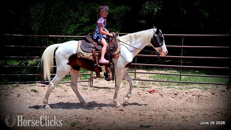 "Leo" Overo Gelding Paint
