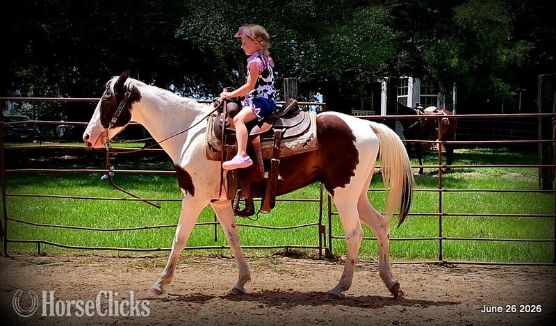 Texas "Leo" Overo Gelding Paint