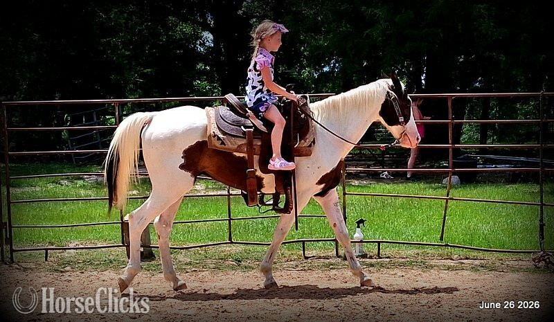 "Leo" Overo Gelding Paint - Paint in Texas