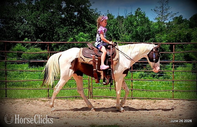 "Leo" Overo Gelding Paint - Paint