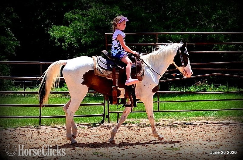 "Leo" Overo Gelding Paint Texas
