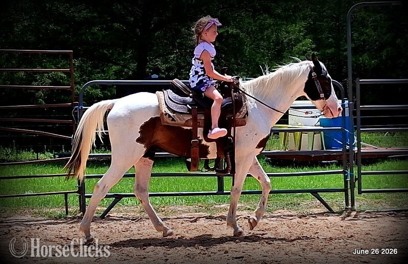 Paint - "Leo" Overo Gelding Paint in Texas