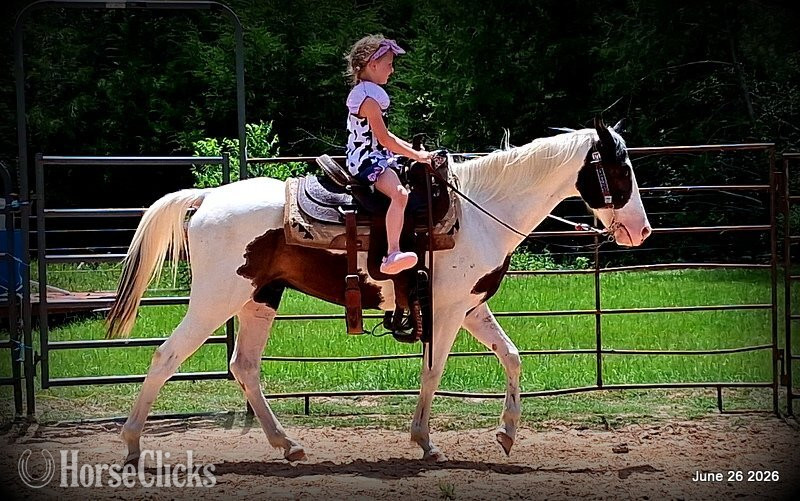 Paint - "Leo" Overo Gelding Paint