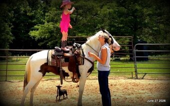 "Leo" Overo Gelding Paint