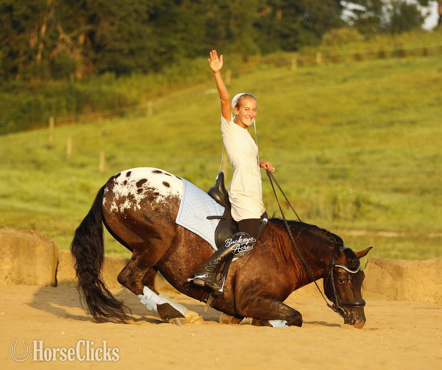 "Cash" Black Gelding Friesian in Ohio