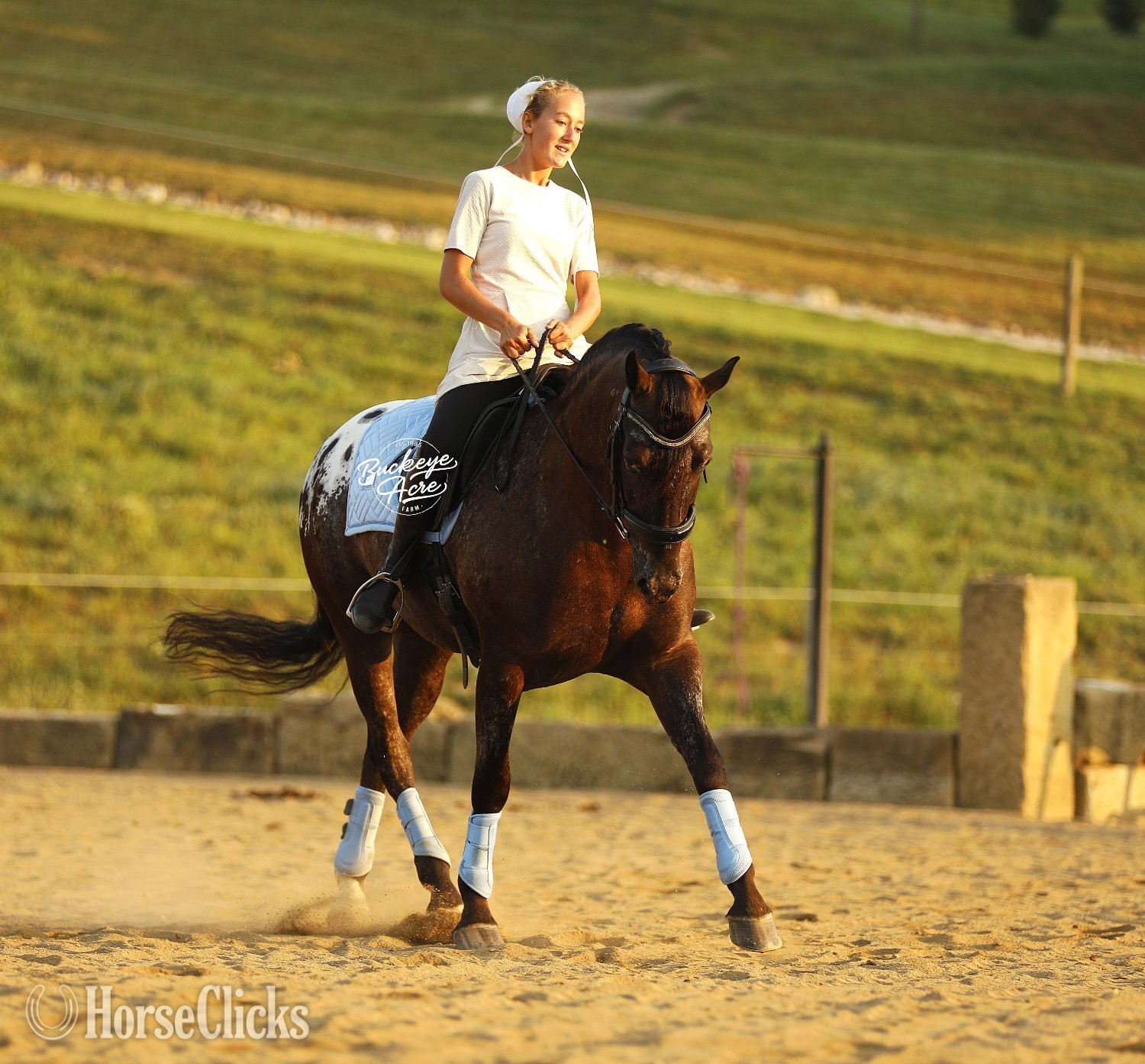 "Cash" Black Gelding Friesian