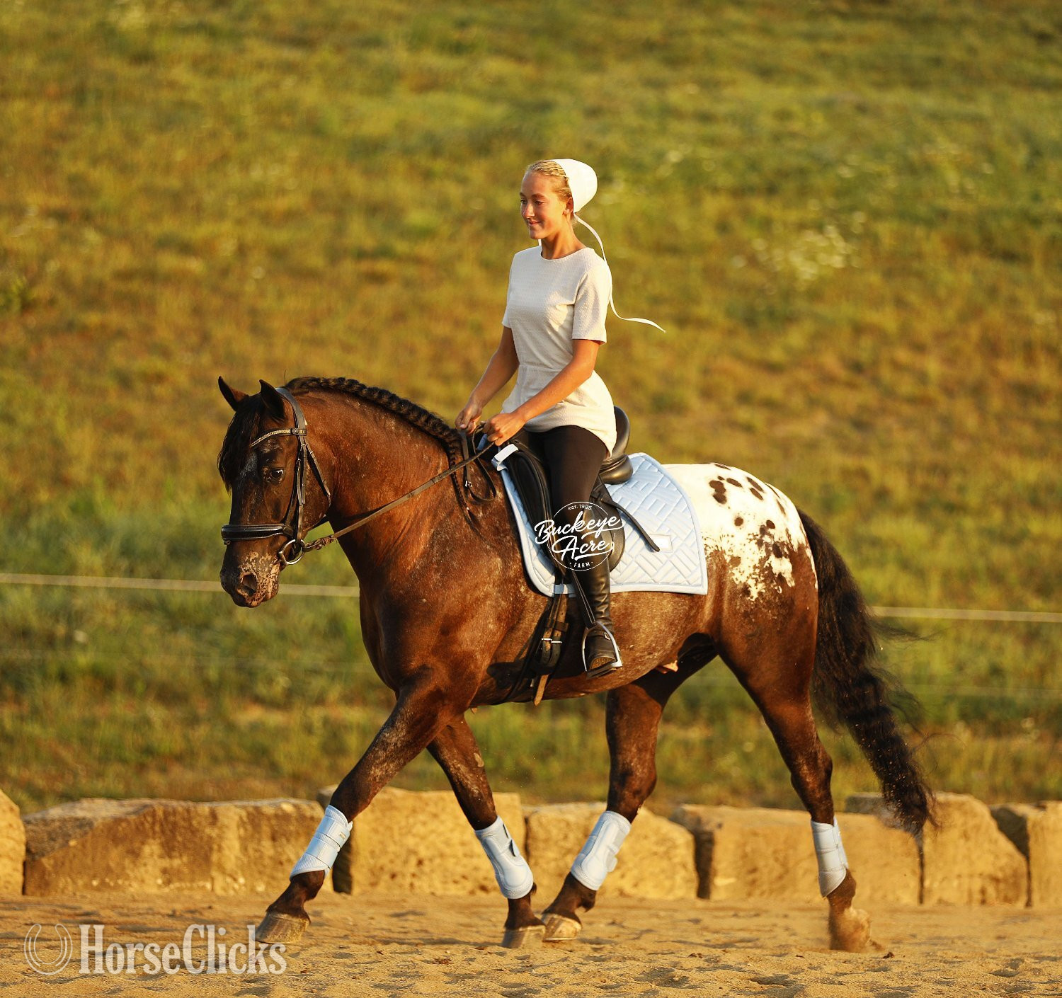 "Cash" Black Gelding Friesian - Friesian in Ohio