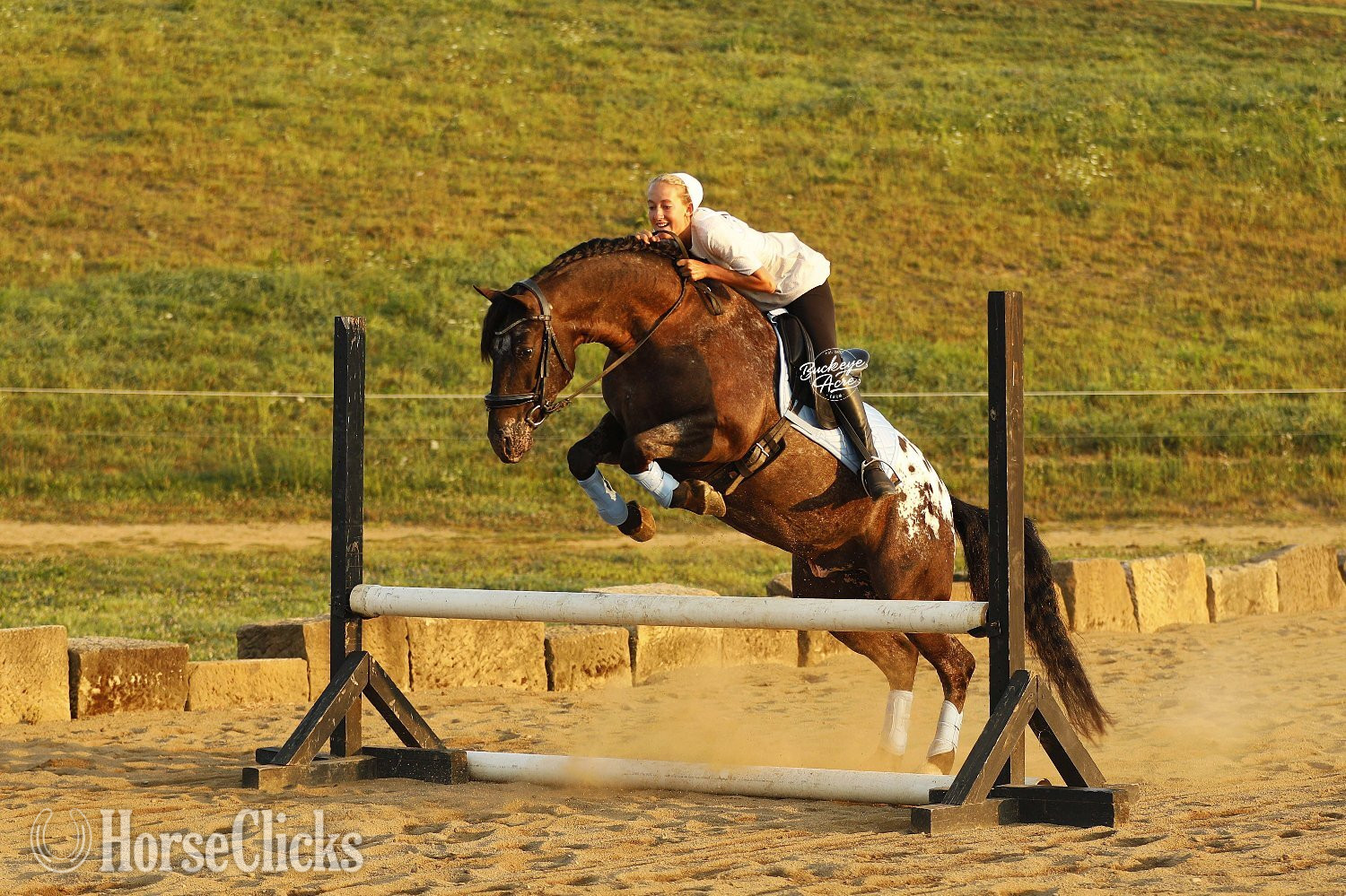 "Cash" Black Gelding Friesian - Friesian