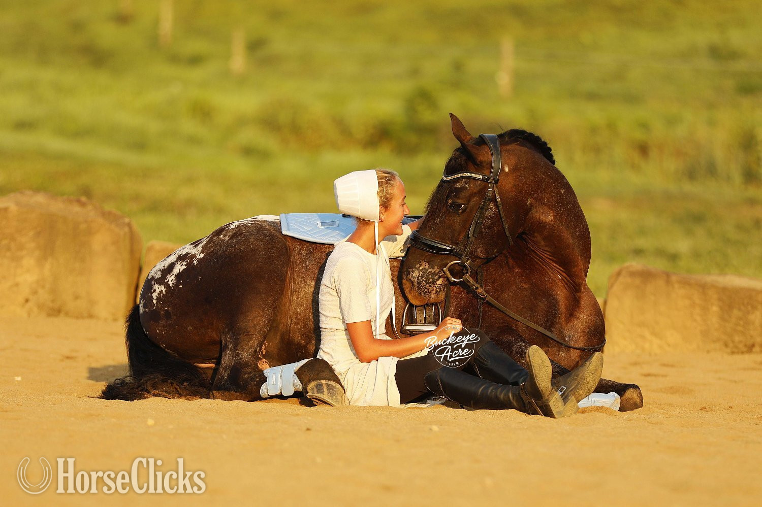 "Cash" Black Gelding Friesian Ohio