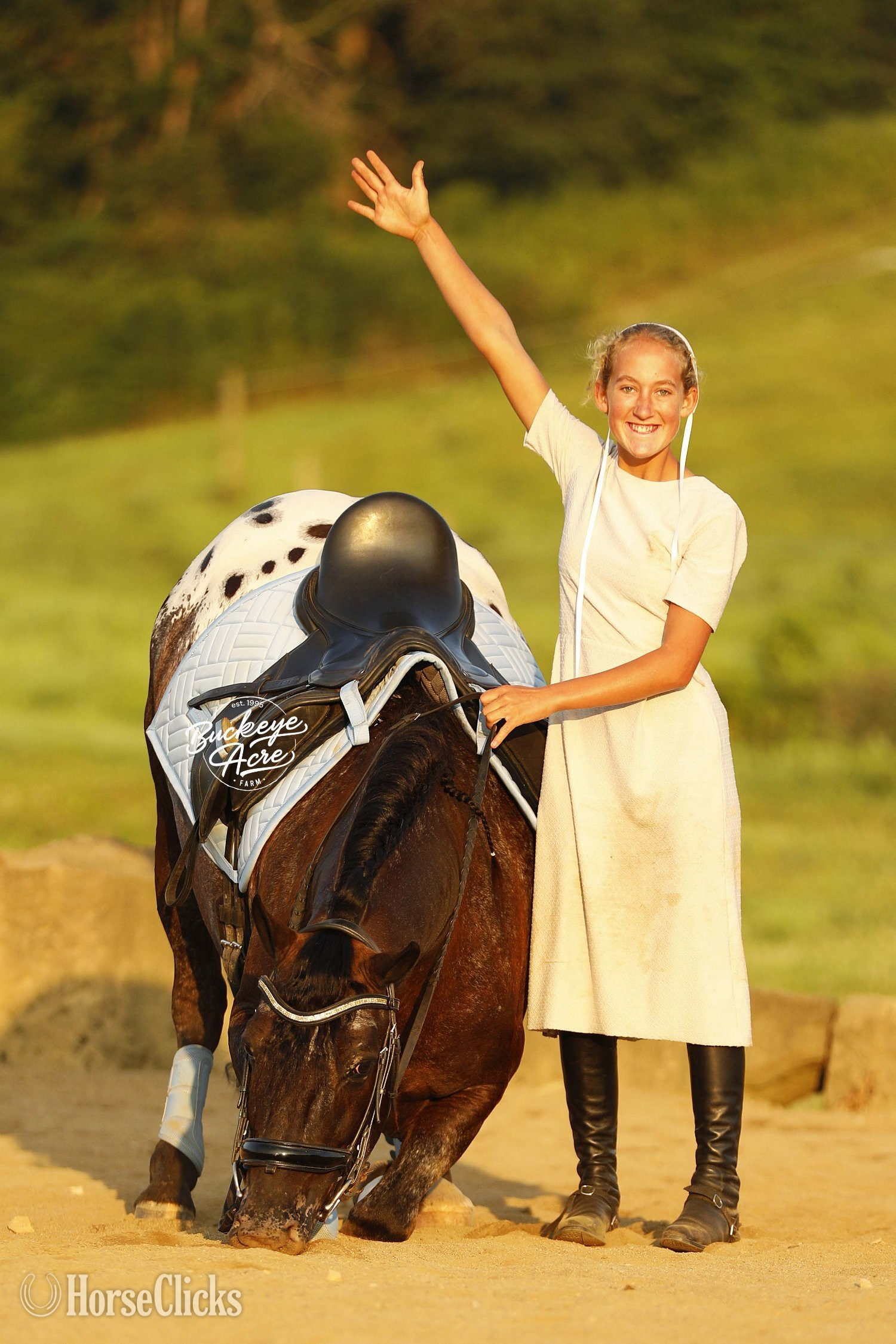 Friesian - "Cash" Black Gelding Friesian in Ohio